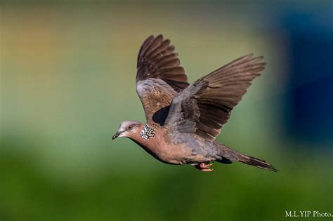 斑鳩死前的徵兆|珠頸斑鳩